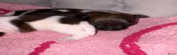 Jack Russell dogs for sale: Jack Russell puppies  - Advert 3