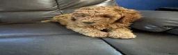 Cockapoo dogs for sale: 5 beautiful cockapoos puppies  - Advert 8