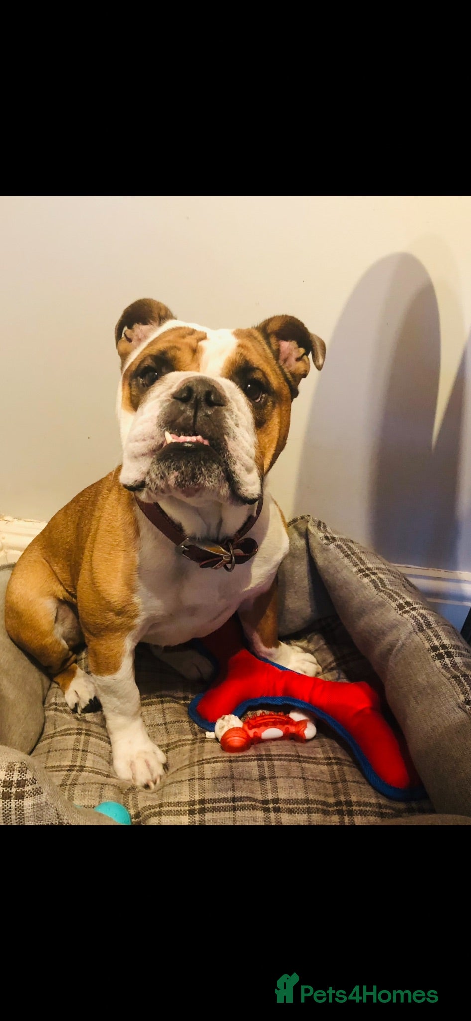 English Bulldog dogs Our beautiful girl Elsie  - Advert 1