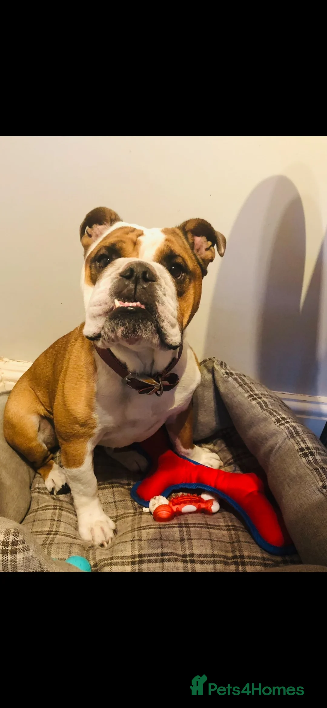 English Bulldog dogs for sale: Our beautiful girl Elsie  - Advert 1