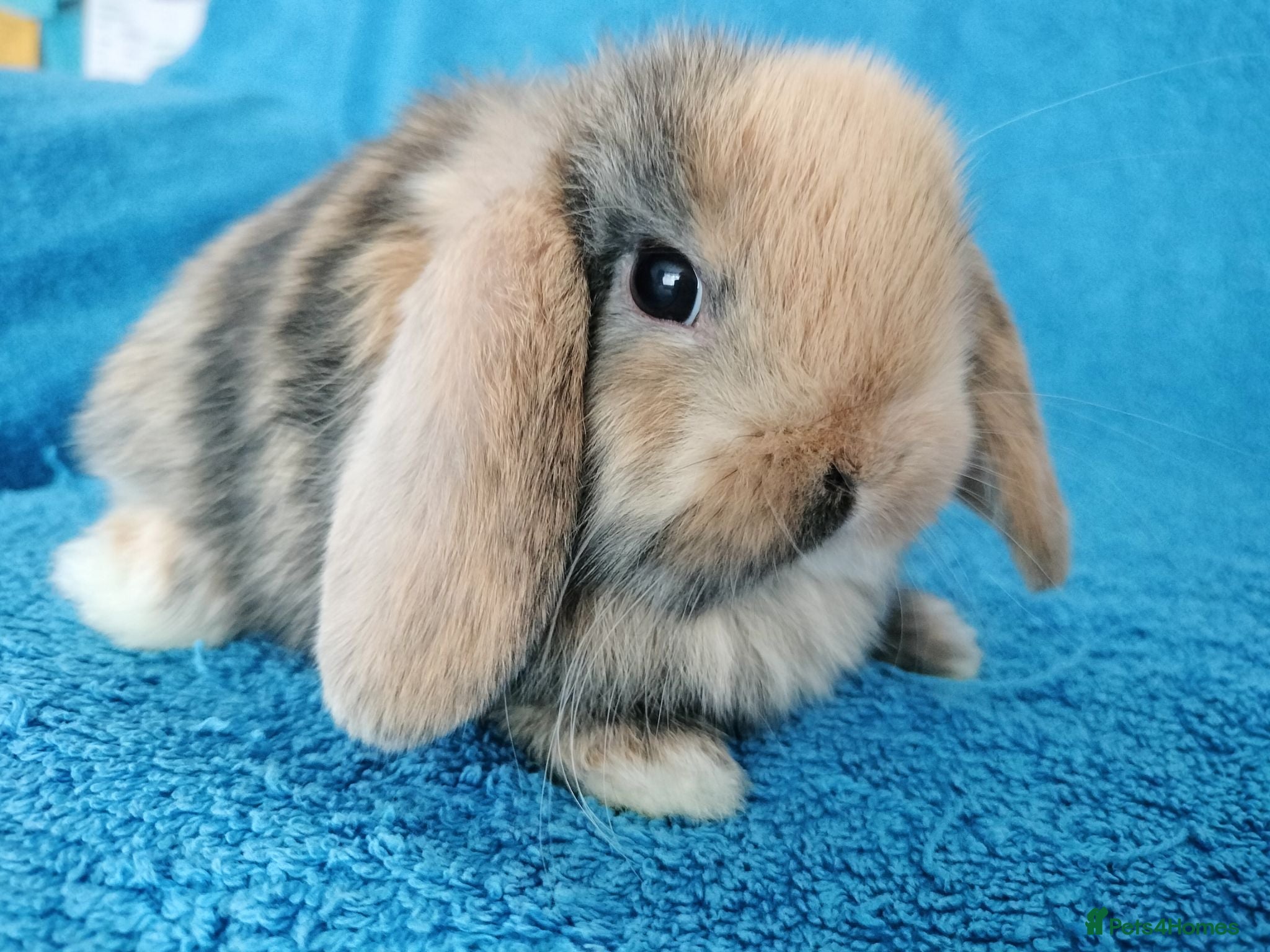 Mini Lop rabbits Baby mini lops for sale  - Advert 22