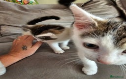 Mixed Breed cats for sale: 4 beautiful kittens - Image 4