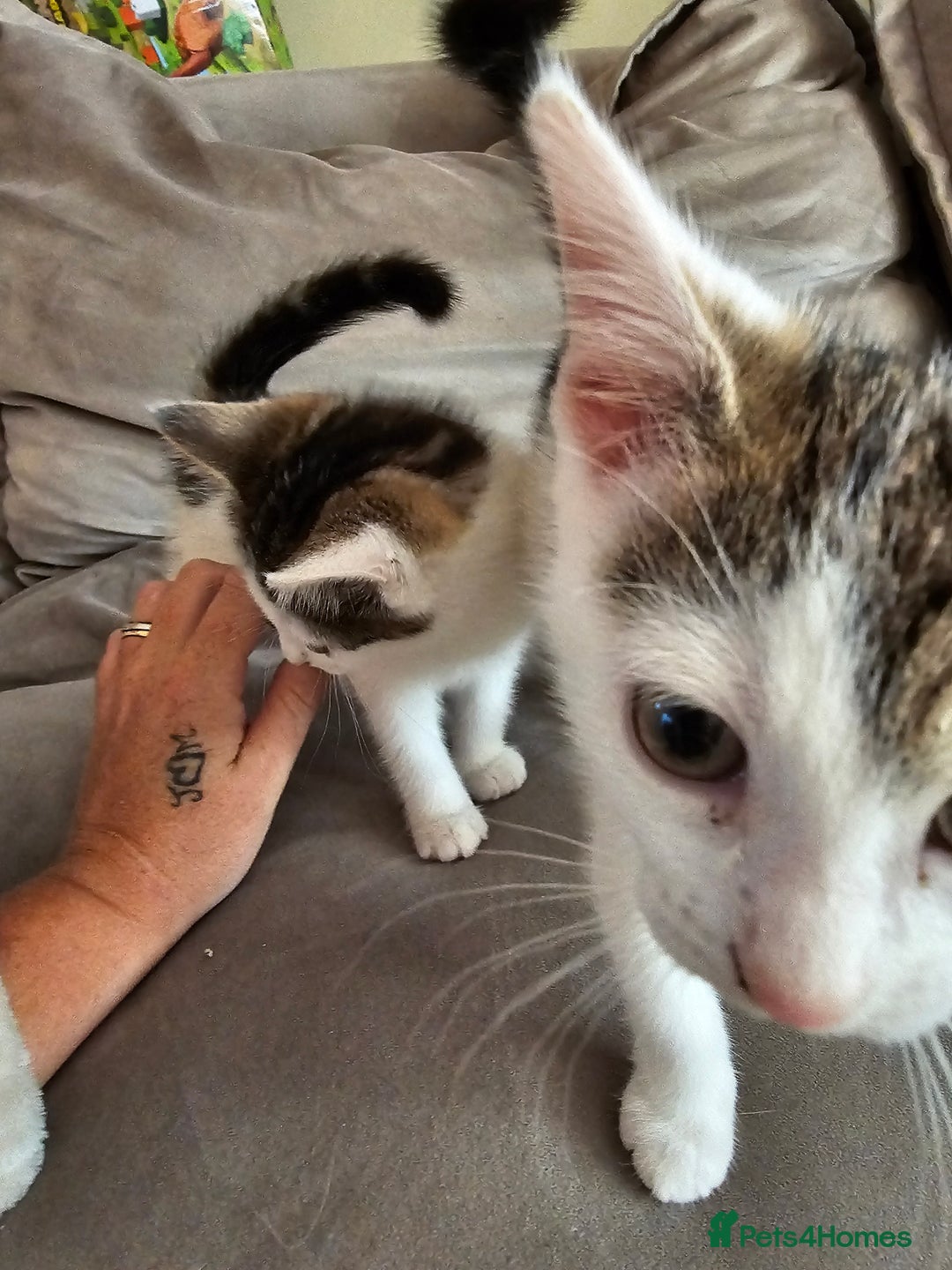 Mixed Breed cats for sale: 4 beautiful kittens - Image 4