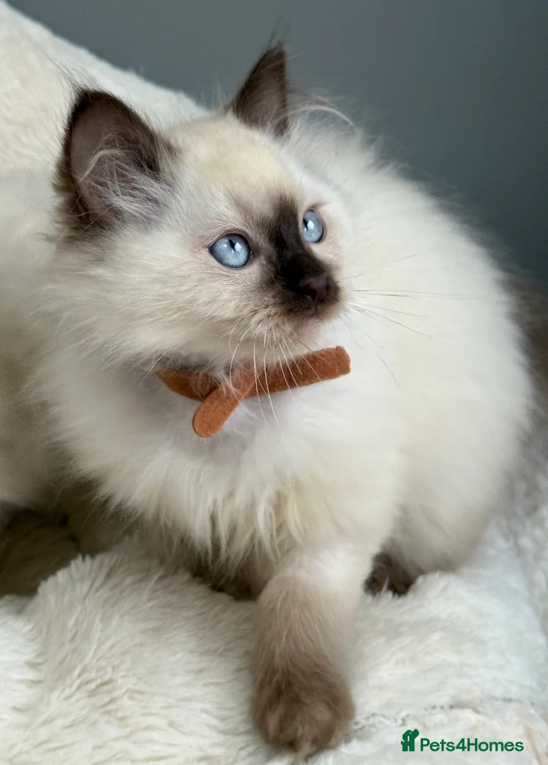 Ragdoll cats for sale: 🏅GCCF RAGDOLLS AWARD WINNING LINES NOW AVAILABLE  - Advert 11