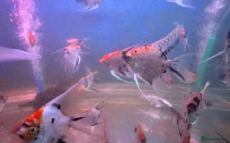 Angelfish fish for sale: High quality Koi angel fish  - Image 4