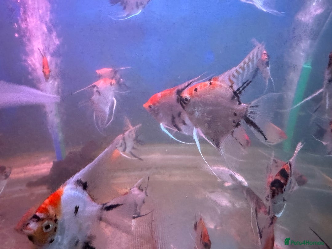 Angelfish fish for sale: High quality Koi angel fish  - Image 4
