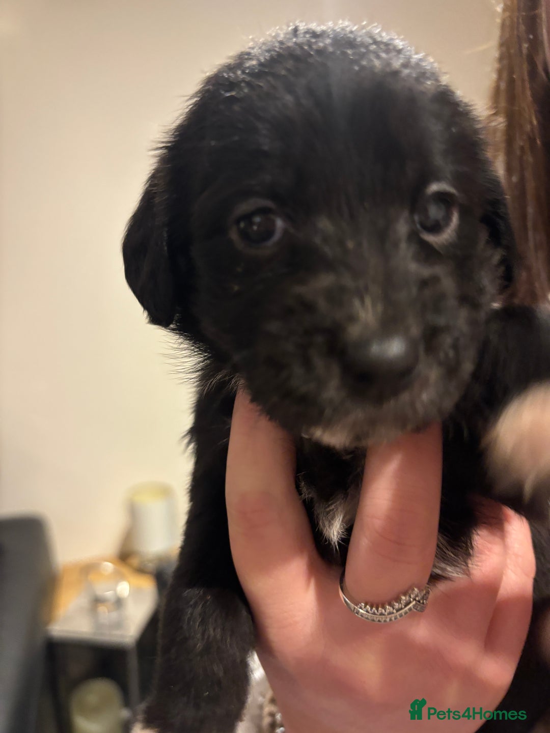 Mixed Breed dogs for sale: Lab/cockapoo cross - Image 7