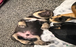Mixed Breed dogs for sale: French weiner puppies - Image 8