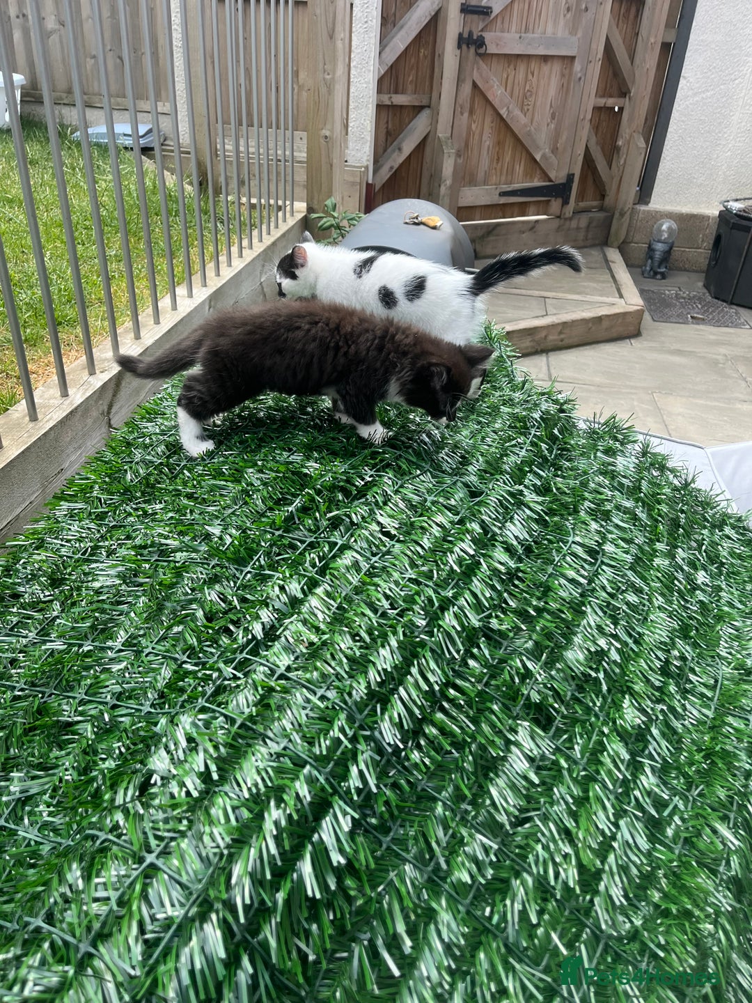 Domestic Shorthair cats for sale: 2 beautiful babies  10weeks old - Image 4