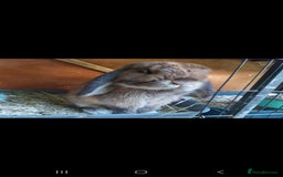 Mini Lop rabbits for sale: Mini lop rabbits  - Image 16