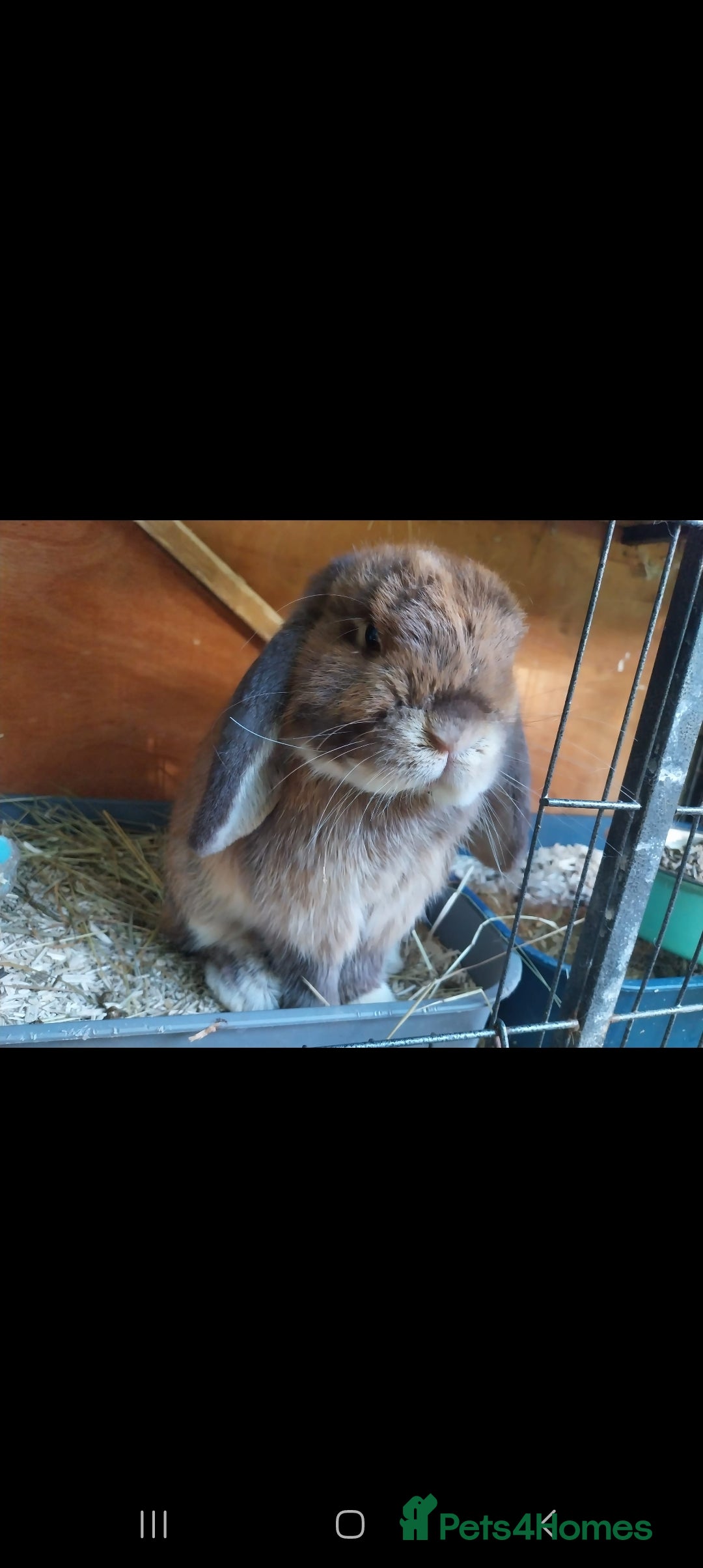 Mini Lop rabbits for sale: Mini lop rabbits  - Image 16