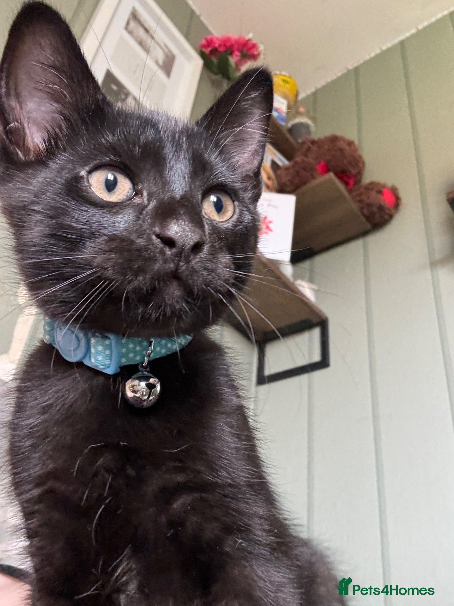 Mixed Breed cats £100, Maine coon/American wirehair and Bombay mix - Advert 2