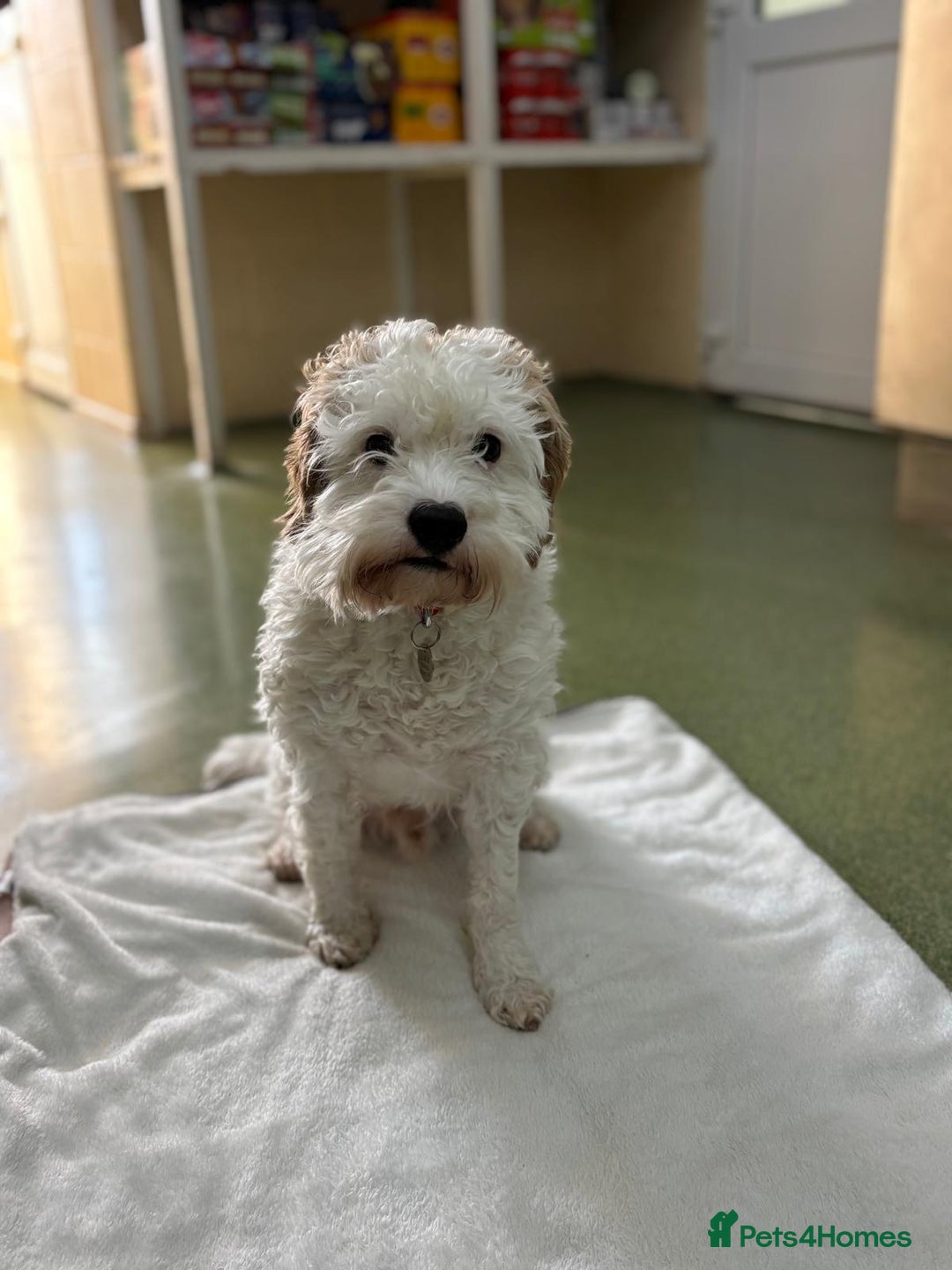 Cavapoo dogs for adoption: Mike  in Leicester - Image 6