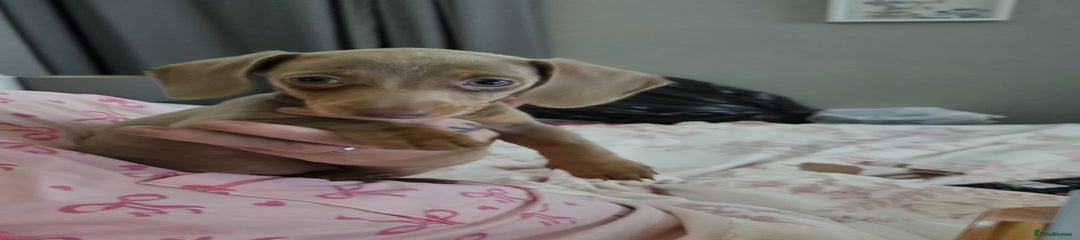 Miniature Dachshund Puppy 3