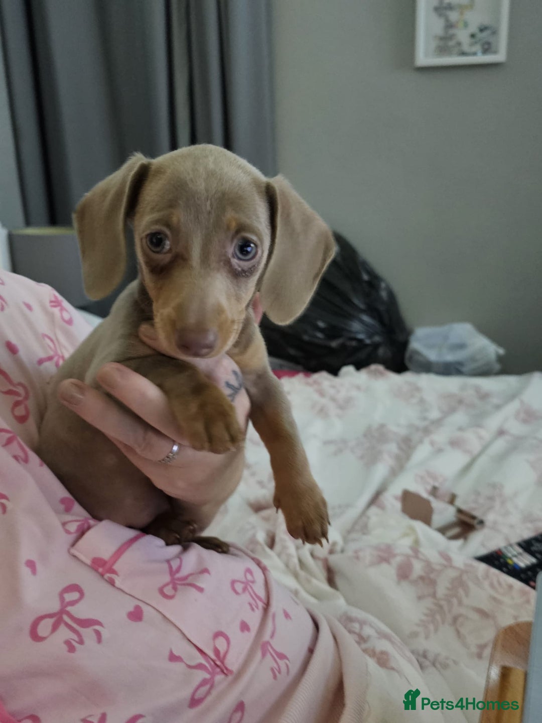 Miniature Dachshund dogs for sale: Isabella and tan miniature dachshund  - Advert 1