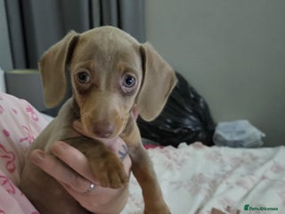 Miniature Dachshund dogs for sale: Isabella and tan miniature dachshund - Advert 1