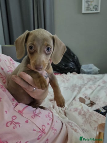 Miniature Dachshund dogs Isabella and tan miniature dachshund - Advert 1