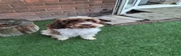 Cockapoo dogs for sale: ** Adorable Female Cockapoo** in Cannock - Advert 4