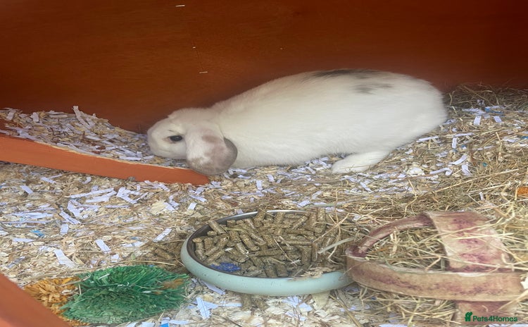 English Lop rabbits - Advert 2