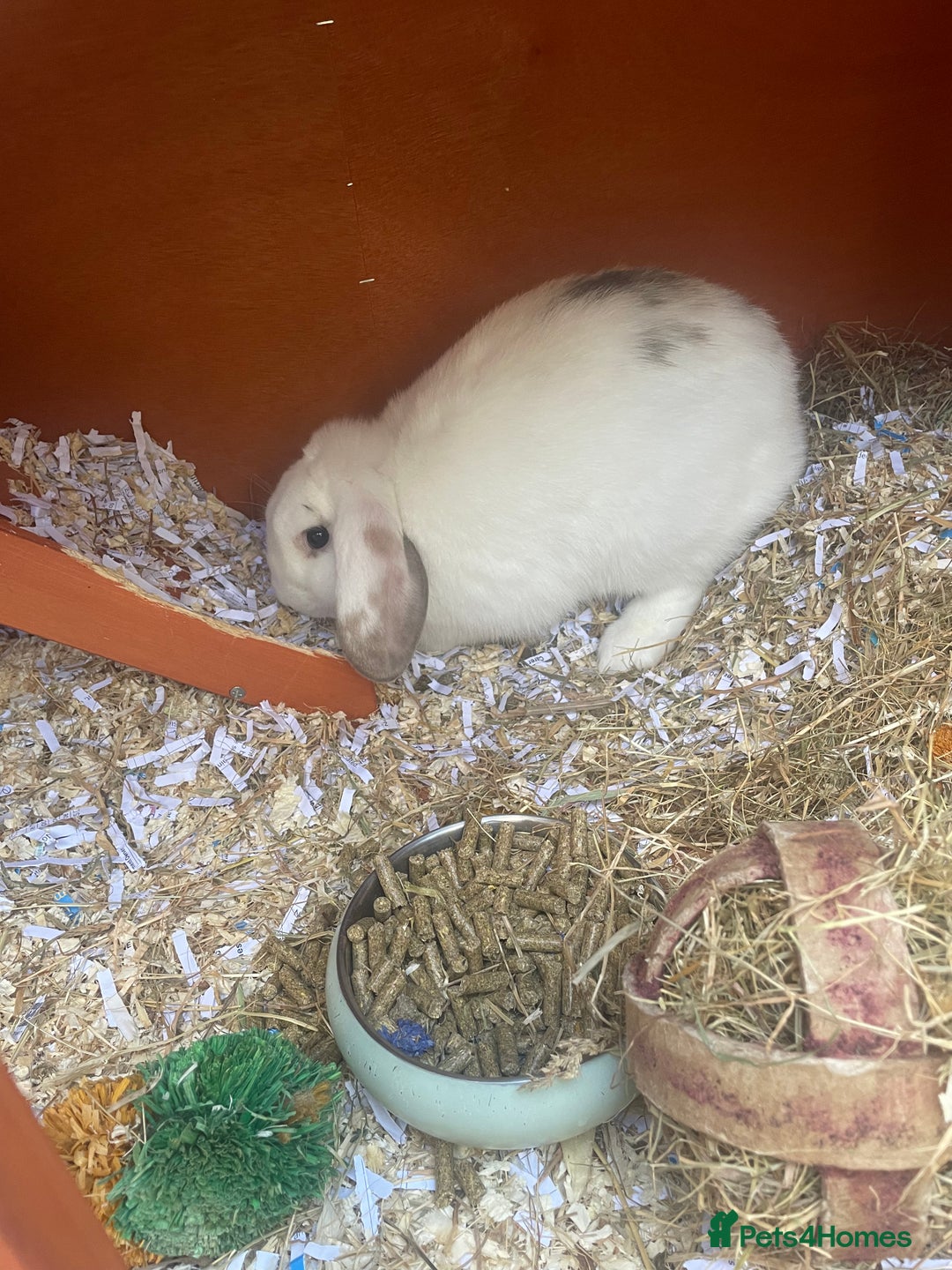 English Lop rabbits for sale:  rabbit plus hutch - Image 6