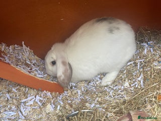 English Lop rabbits - Advert 4