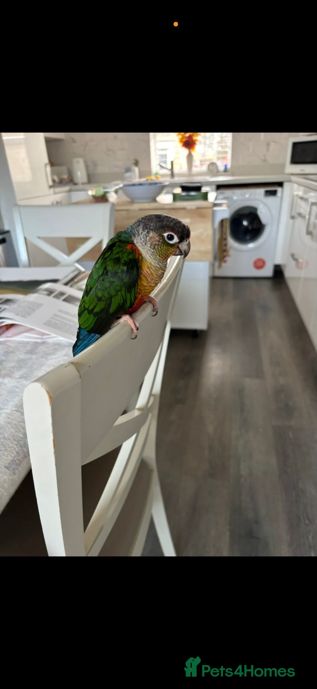 Conures birds for sale: Kiwi - Green Cheek Conure  in Norwich - Advert 2