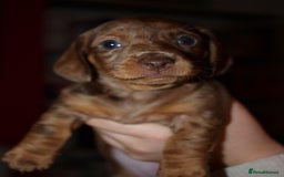 Dachshund dogs for sale: 3 male 2 female dashound puppies ready to go. - Image 16