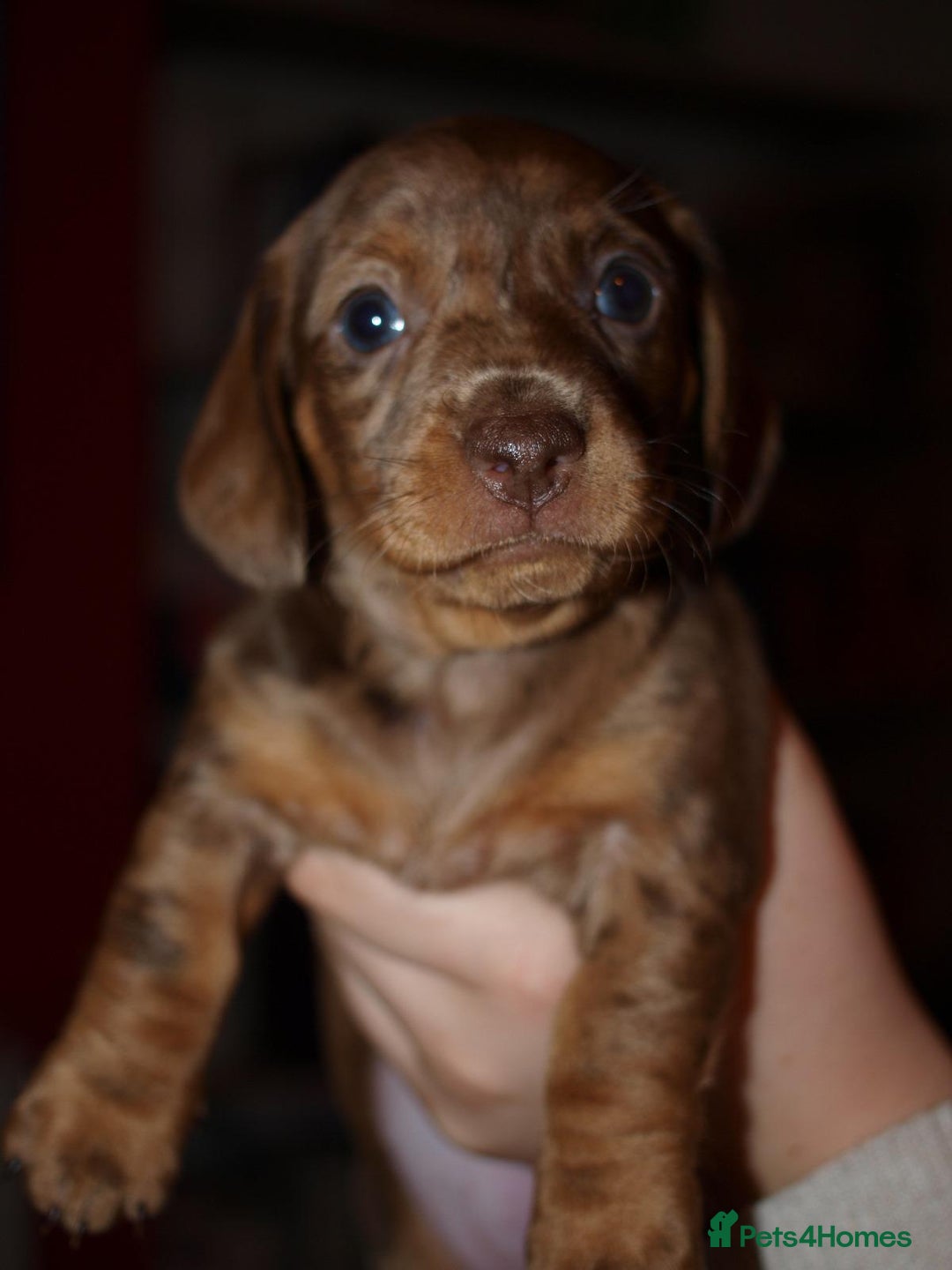 Dachshund dogs for sale: 3 male 2 female dashound puppies ready to go. - Image 16