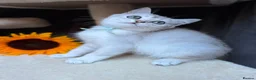 British Longhair cats for sale: PURE TICA BRITISH SHORTHAIR & LONGHAIR KITTENS  - Advert 12