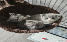 British Shorthair cats for sale: Adorable British Shorthair x Persian Kittens  - Image 2