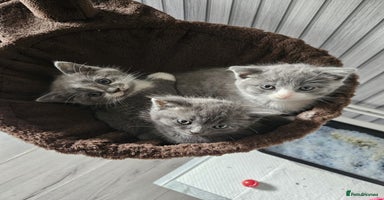 British Shorthair cats - Advert 3