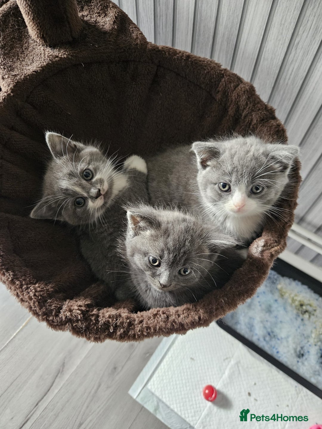 British Shorthair cats for sale: Adorable British Shorthair x Persian Kittens  - Image 2