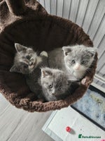British Shorthair cats - Advert 2