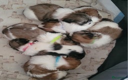 Shih Tzu dogs for sale: SHIH TZU PUPPIES - Image 11