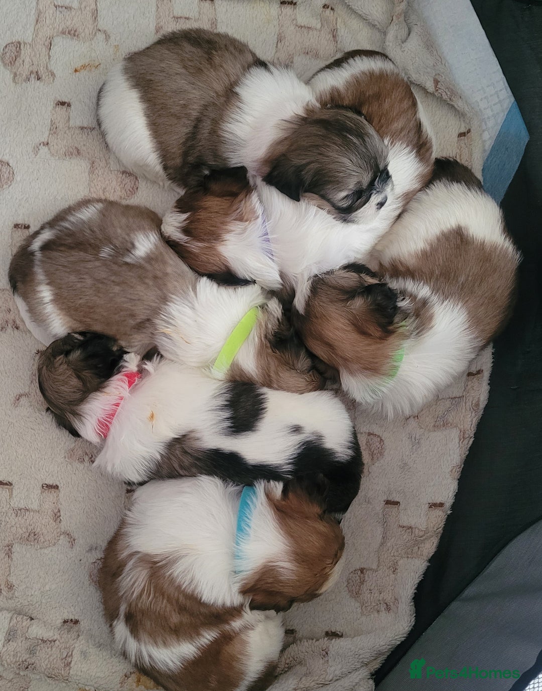 Shih Tzu dogs for sale: SHIH TZU PUPPIES - Image 11