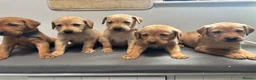 Labrador Retriever dogs for sale: 10 adorable fox red Labrador puppies  - Advert 14