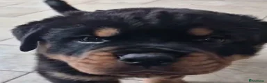Rottweiler Puppy 1