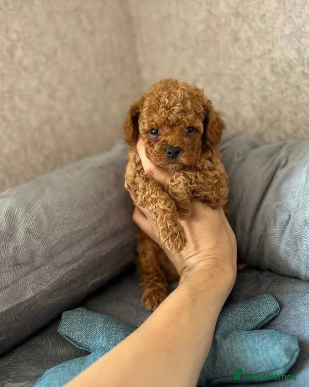 Toy Poodle dogs for sale: Red Toy Poodle puppies 🐶 💥💥💤 - Image 3