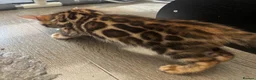 Bengal cats for sale: Pure bred Glitter Coat Bengal Kittens  - Advert 3