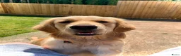 Golden Retriever dogs for stud: Beautiful KC-Reg Golden Retriever Stud (proven) - Advert 5