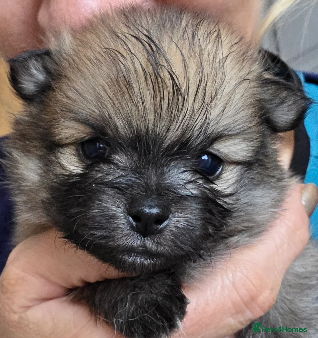 Pomeranian dogs for sale: Little pom babies  - Advert 7