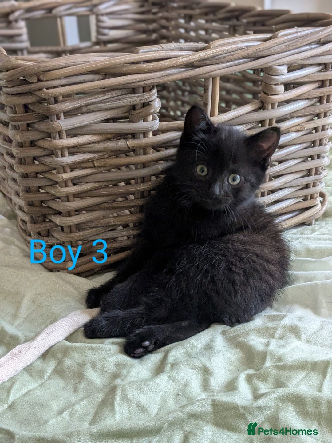 Mixed Breed cats for sale: Kittens for sale - Image 8
