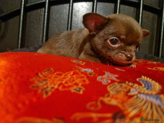 Chihuahua dogs Ready now 3 left male chihuahuas - Advert 4
