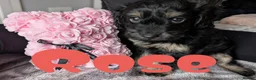 Cockapoo dogs for sale: Cockapoo pups f2b ready to leave 7th October  in Manchester - Advert 15