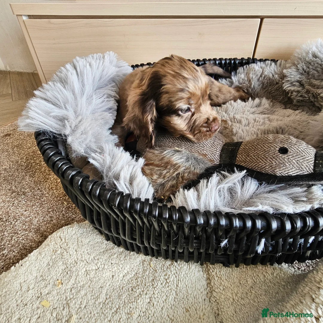 Cocker Spaniel dogs for sale: Working Type Cocker Spaniels - Advert 4