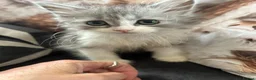Persian cats for sale: Persian/ragdoll kittens - Advert 1