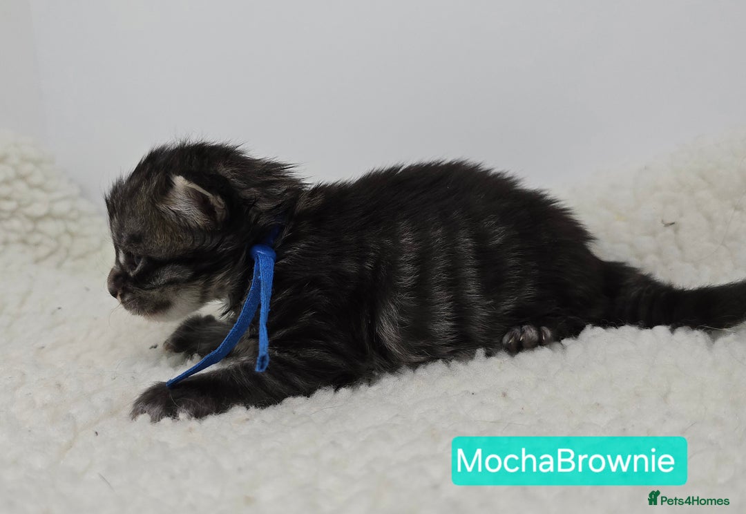 Maine Coon cats for sale: Maine Coon Kittens (Russian & Golden lines) - Advert 15