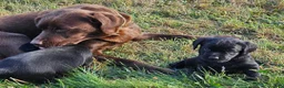 Springador dogs for sale: Beautifl Springador puppies in Totnes - Advert 7