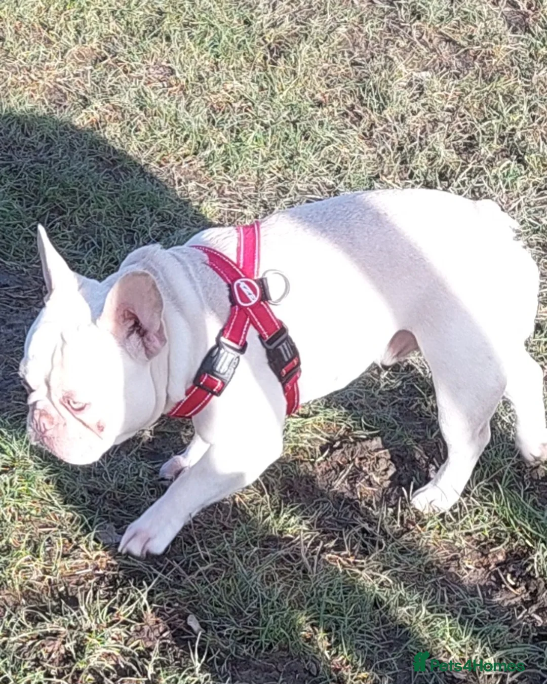 French Bulldog dogs for stud: kc French Bulldog Stud - Advert 10