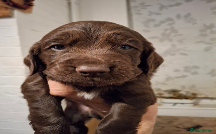 Cocker Spaniel dogs - Advert 6